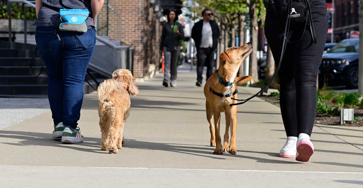 Train My Dog for Me in Chicago