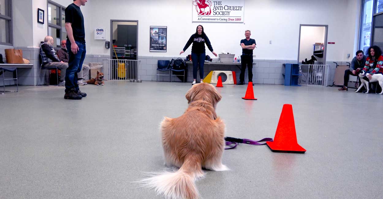 Intermediate Manners Dog Training Classes in Chicago Training Classes in Chicago