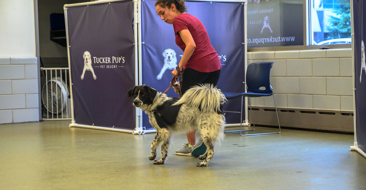 training a leash reactive dog