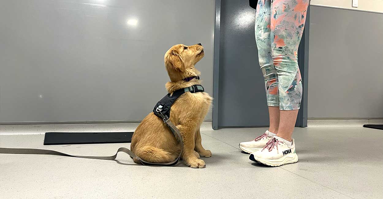 Puppy Training Classes in Chicago Training Classes in Chicago