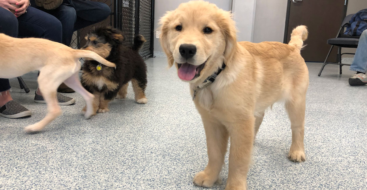 Puppy Socials in Chicago, where puppies can play safely with other puppies