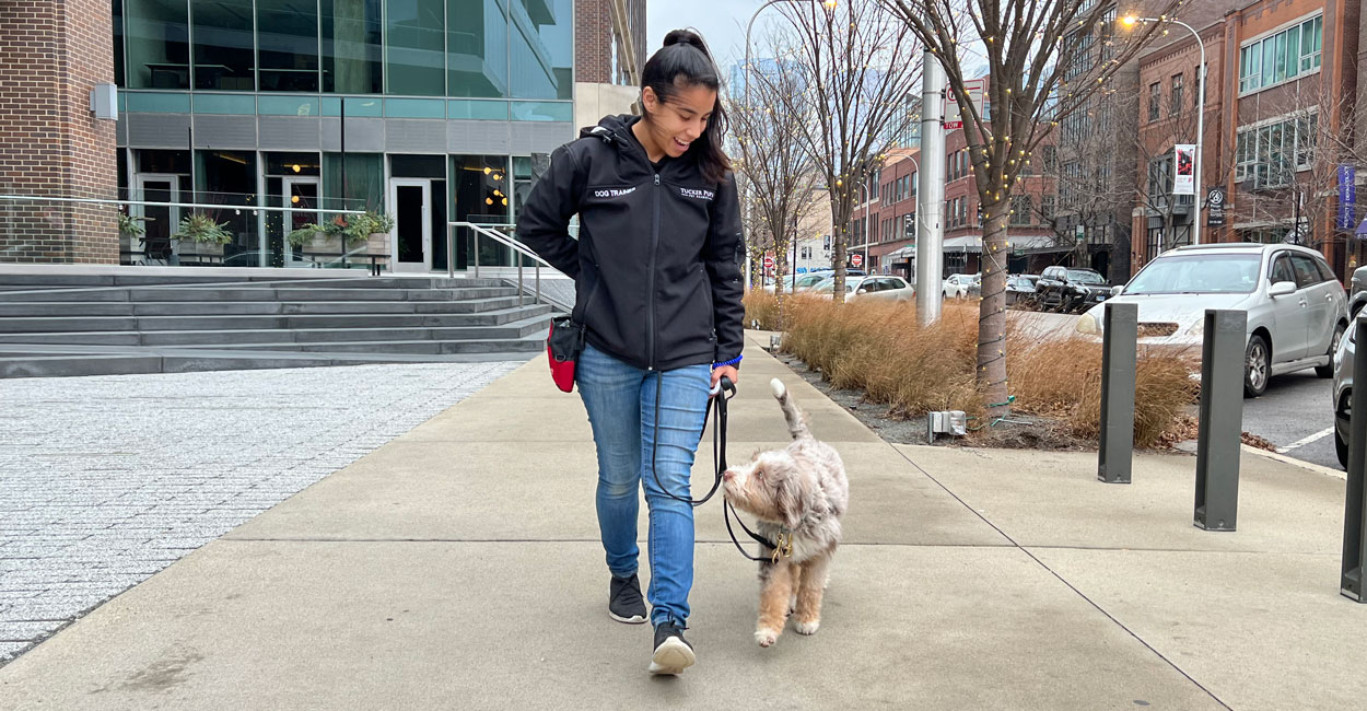 Train My Dog for Me in Chicago
