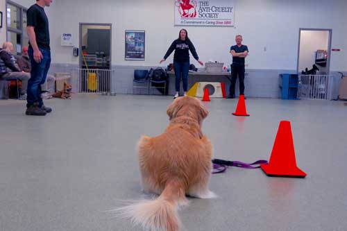 Intermediate Manners Dog Training Classes in Chicago