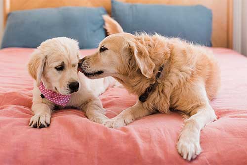 Introducing a New Dog in Chicago