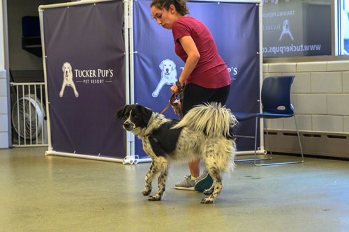 Dog Training Leash Reactivity Classes Chicago