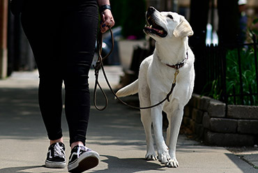 Best Dog Training in Chicago