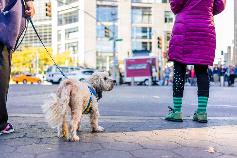 Nervous Rescue Dog on Leash
