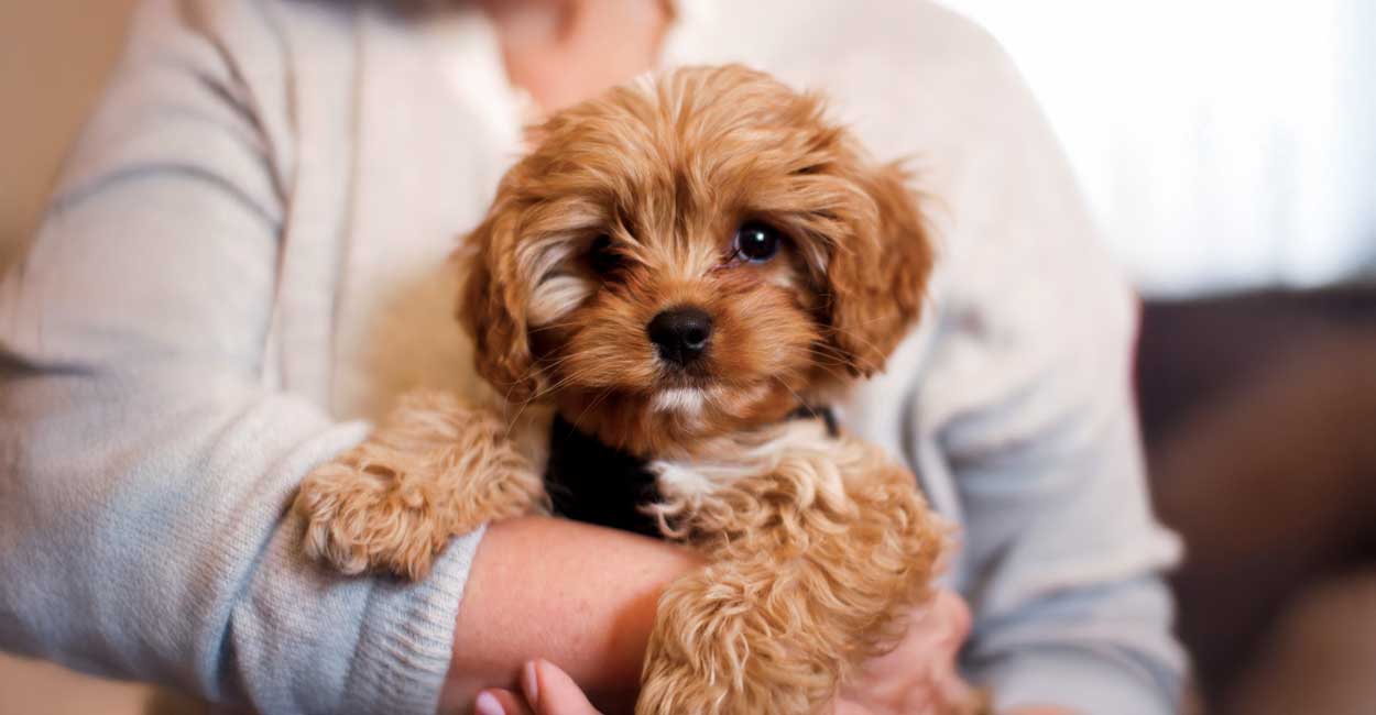 Puppy Training Options in Chicago