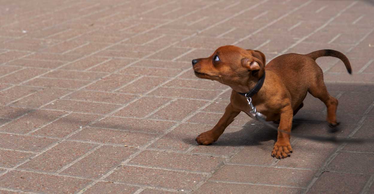 Puppy Potty Training Program in Chicago