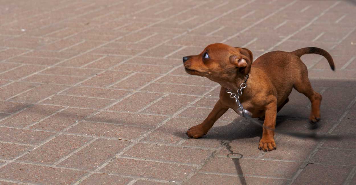 Puppy Potty Training Program in Chicago