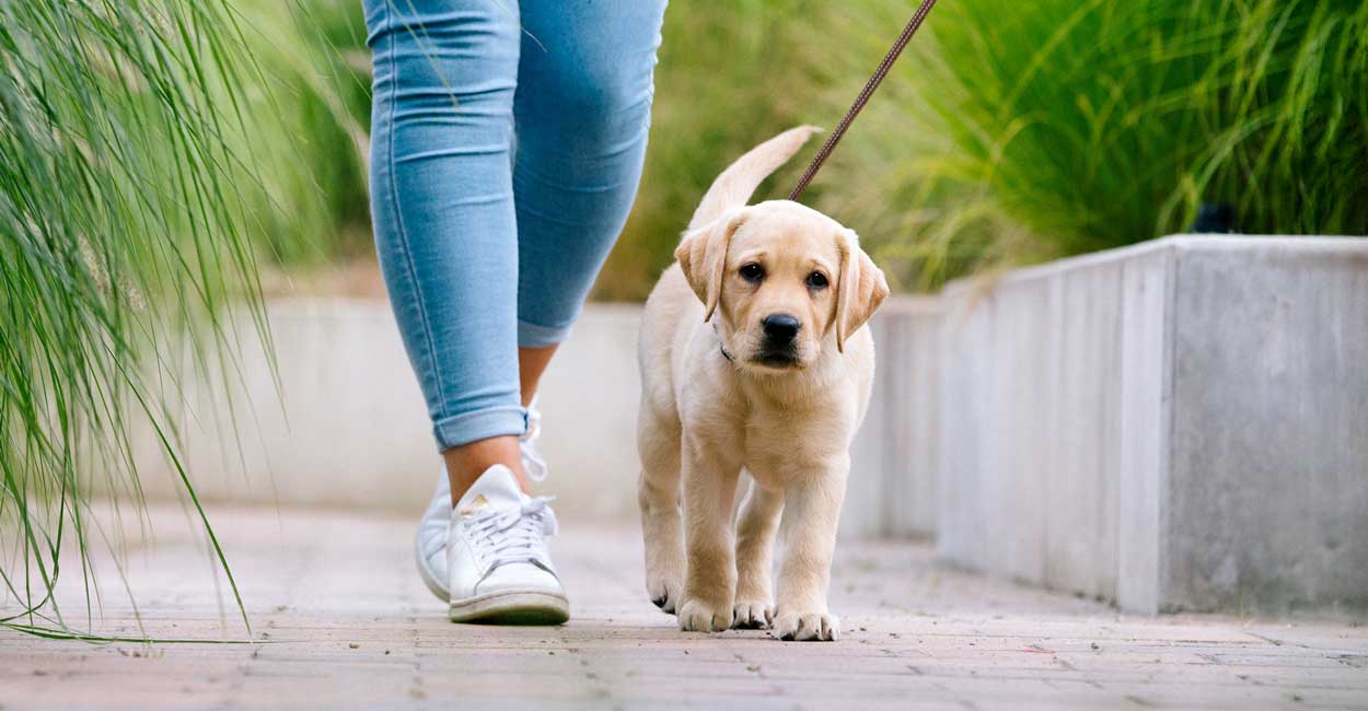 Puppy Manners Program Chicago