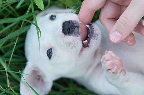 Dog Training Chicago Play Biting