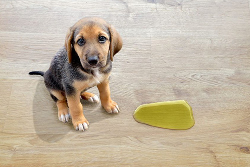 Puppy Potty Training in Chicago