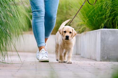 Puppy Manners Program