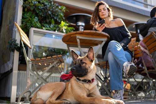 Dog Training Obedience Classes Chicago