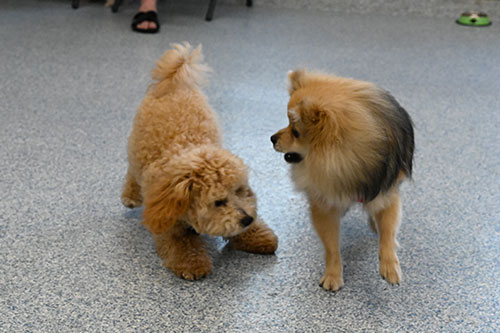 Adult Manners - Small Breeds Only Dog Training Classes Chicago