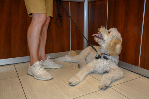 Train My Dog for Me Chicago