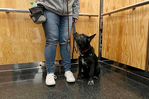 Train My Dog for Me Chicago