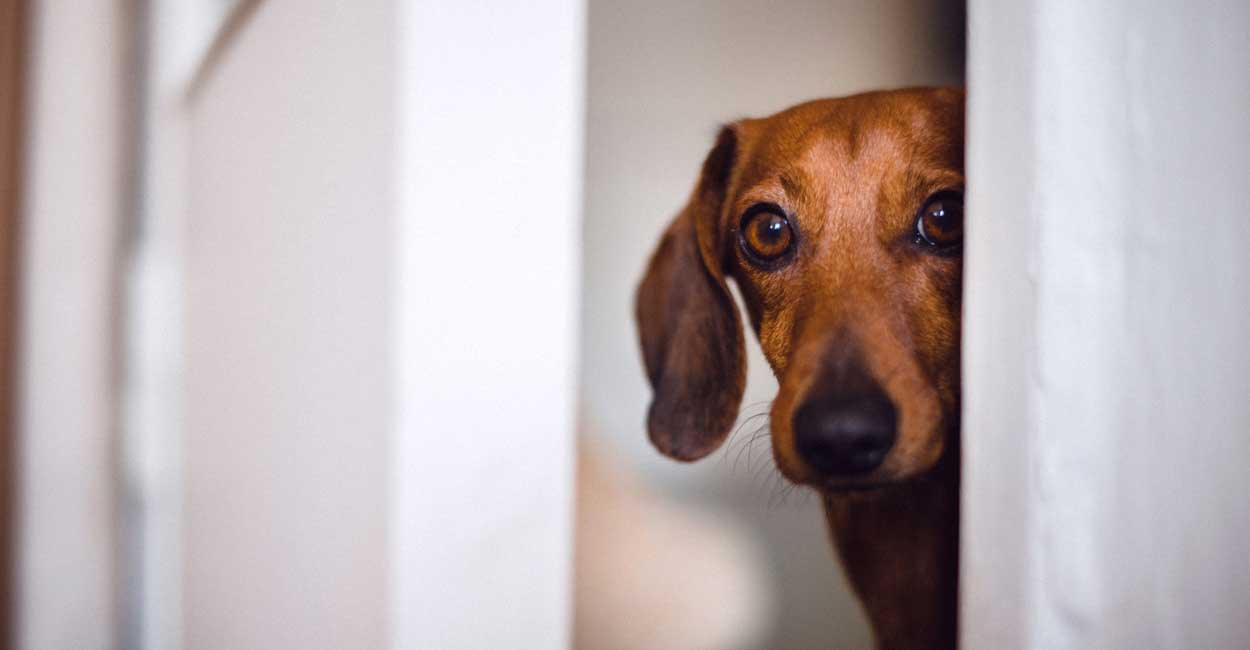 Anxiety Dog Training Program in Chicago