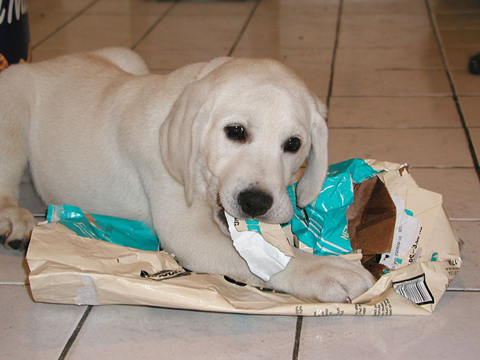 Tucker Getting into Trouble