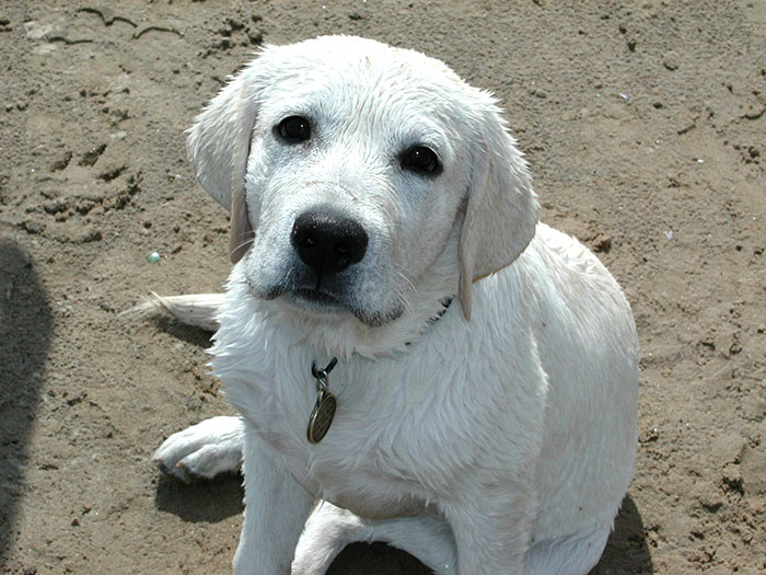 Tucker at the Beach