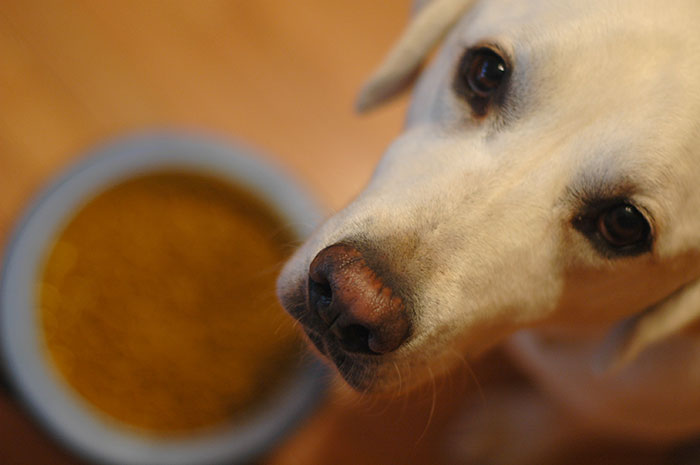 Tucker with his Food Bowl