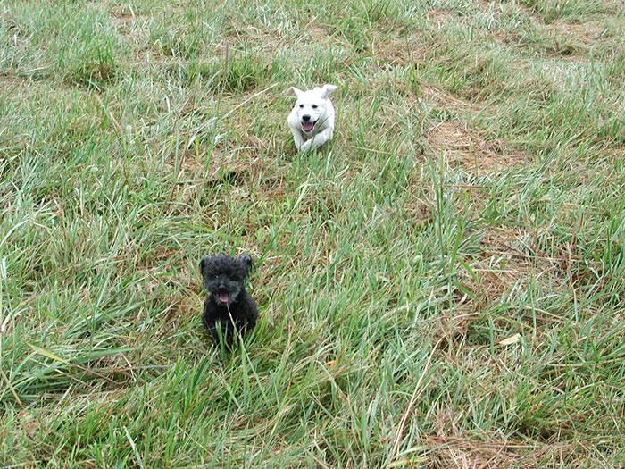 Tucker Chasing a Dog