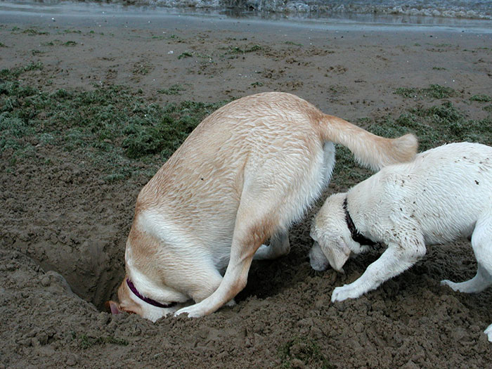 Tucker Learning to Dig