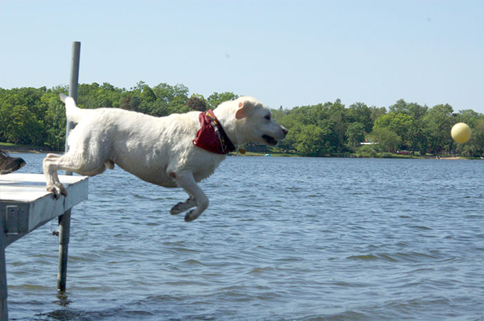 Tucker Dock Diving