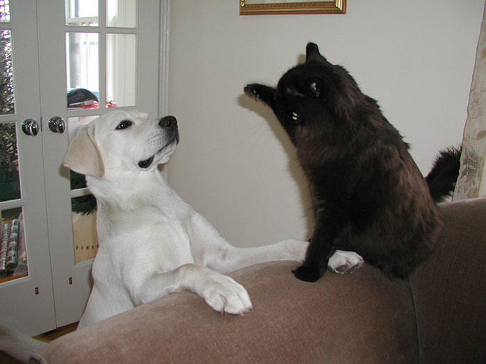 Tucker with a Cat