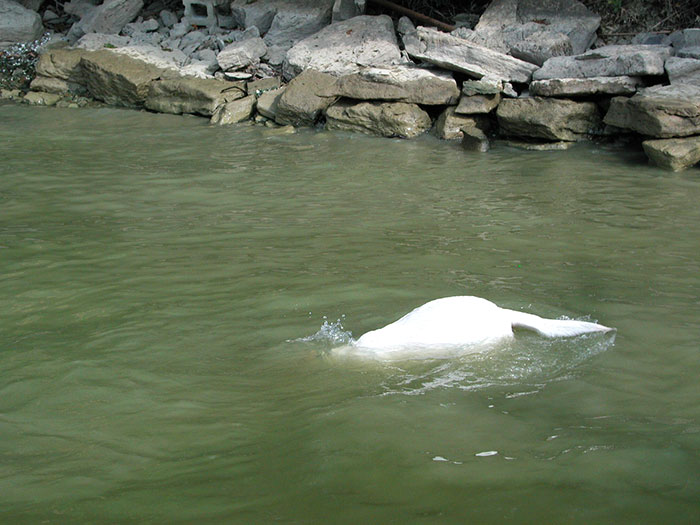 Tucker Swimming for Rocks