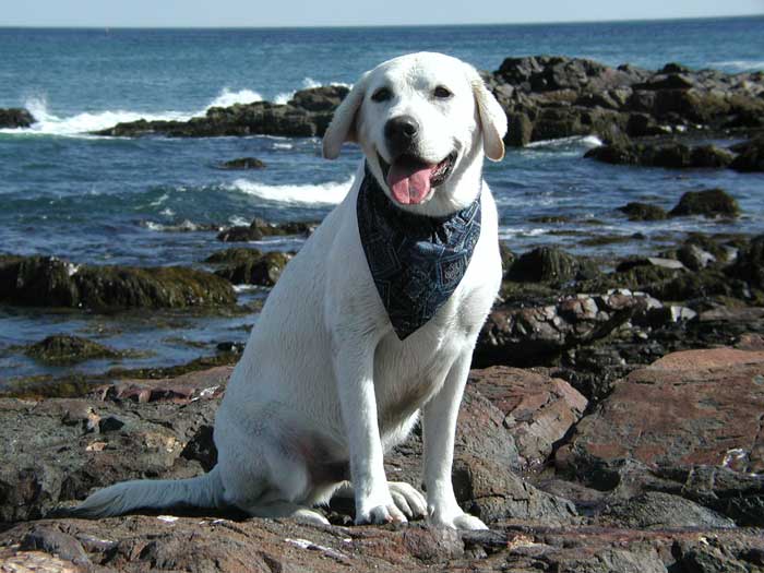 Tucker at the Ocean