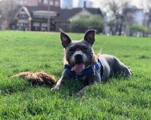Happy customer for Canine Good Citizen Class in Chicago