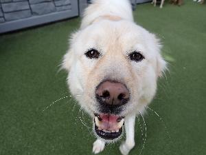 Testimonial from a Happy Customer