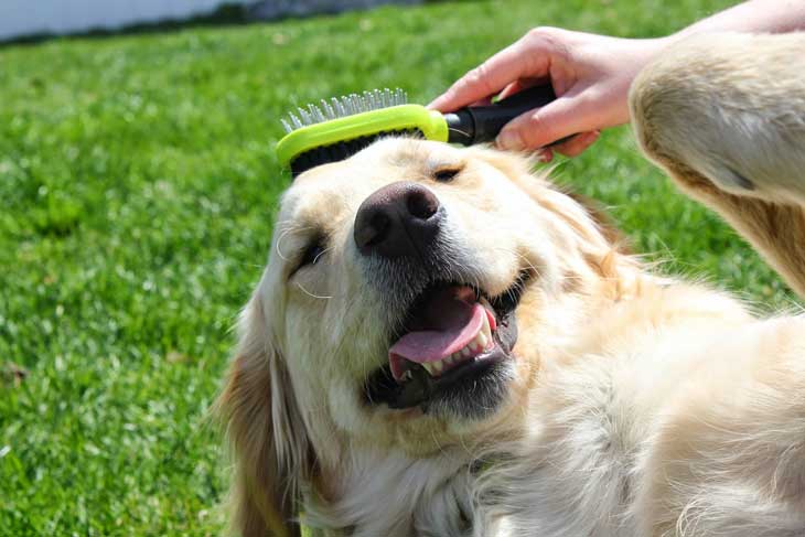 Dog Grooming Products