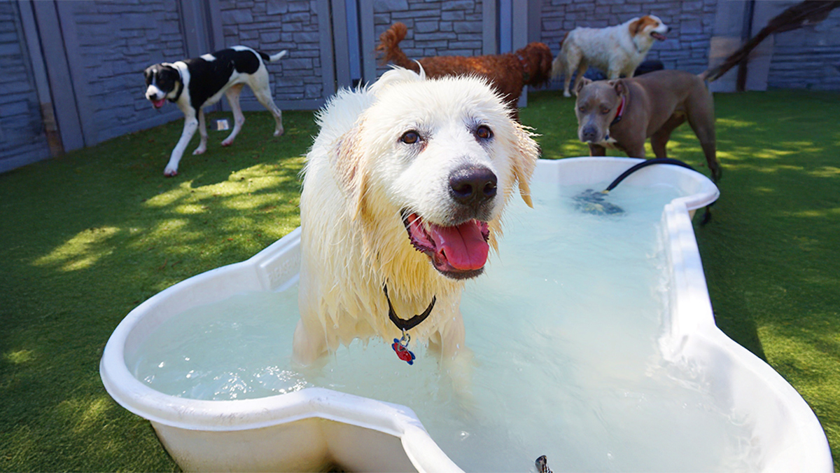 Tucker Pup's Pet Resort logo